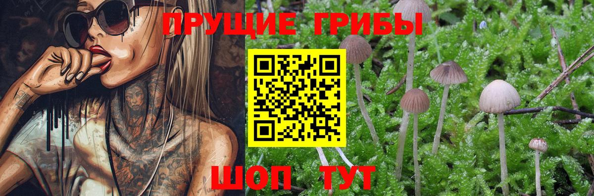 Галлюциногенные грибы Psilocybe Феодосия